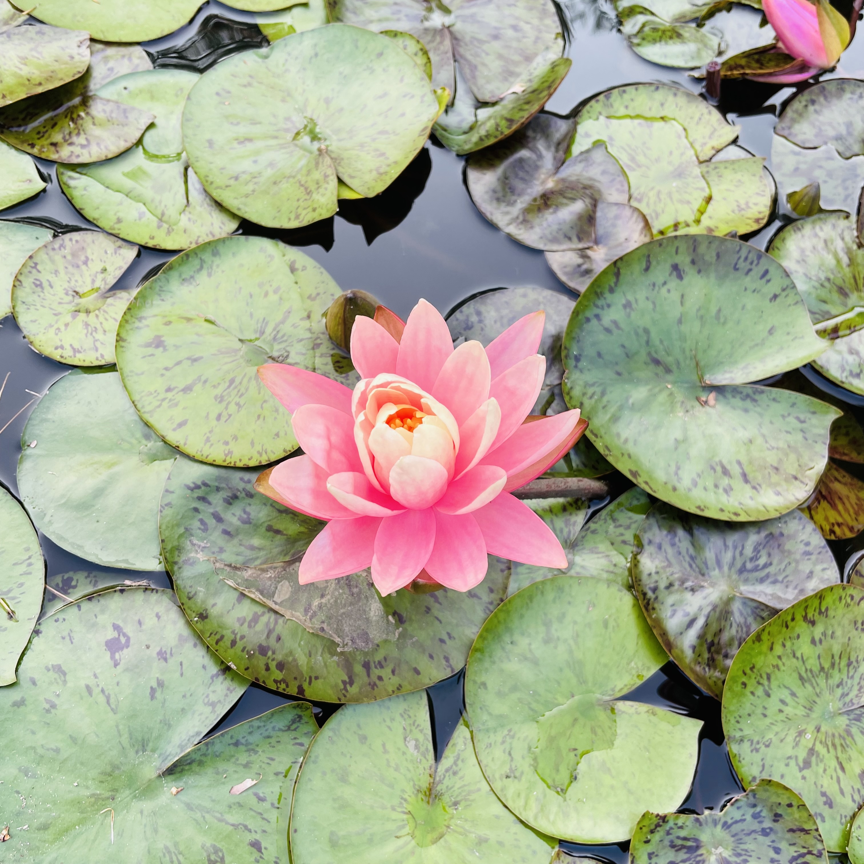 Like a lotus in the mud